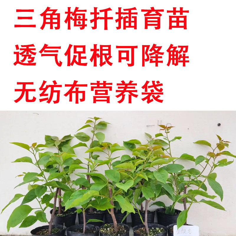 白色无纺布育苗袋【三角梅扦插育苗营养袋】降解营养移植保湿透气