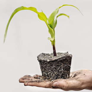 白色无纺布春夏糯米甜玉米育幼苗杯移植袋各类品种时段玉米育苗袋