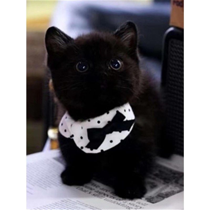黑猫英短纯黑矮脚曼基康纯种黑煤球孟买猫玄猫千岁岁招财猫宠物幼