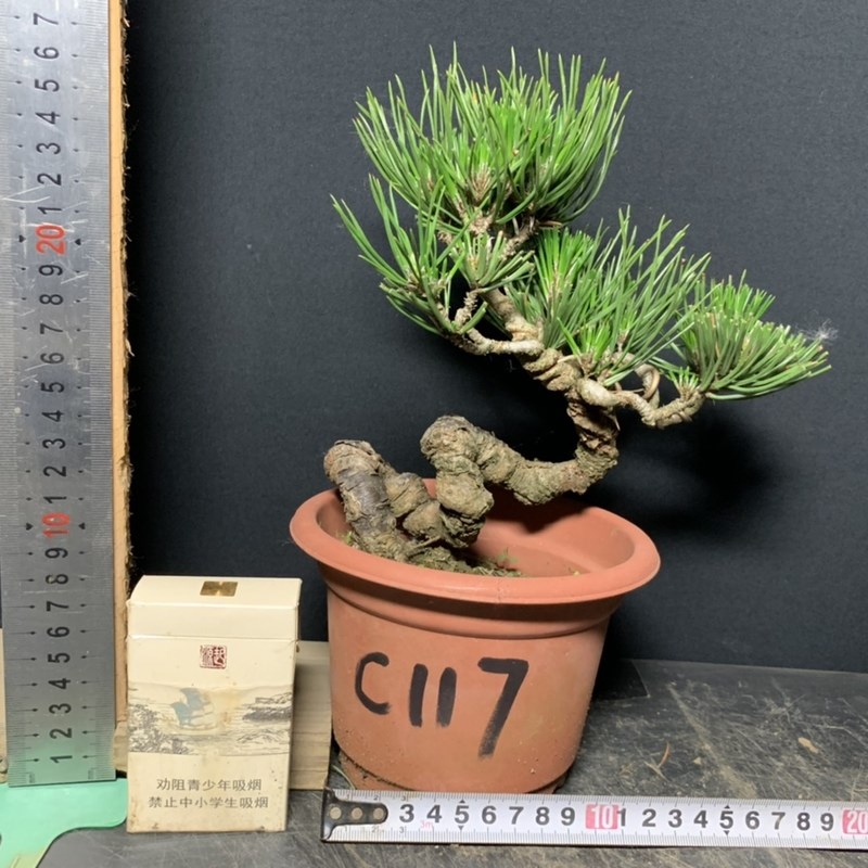 黑松短针暴皮老盆精品练手素材矮霸新品盆栽盆景籽播提根阳台绿植