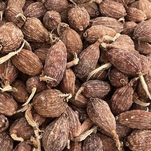 云南怒江草果 高级特价新品香辛干调料原产地直发 0添加无防腐剂