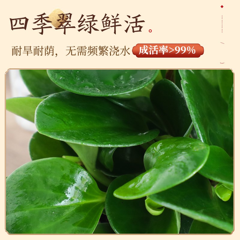碧玉盆栽室内绿植盆景豆瓣绿四季常青净化空气好养易活景德镇陶瓷