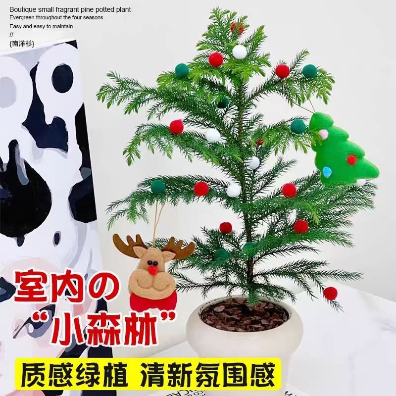 南洋杉圣诞树盆栽客厅办公室内桌面盆景花卉绿植四季常青懒人好养,鲜花速递/花卉仿真/绿植园艺,绿植,淘宝优惠券,粉丝福利购,淘宝优惠卷