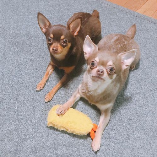 柴犬发生玩具法斗柯基泰迪耐咬玩具天妇罗炸虾网红宠物狗毛绒玩具