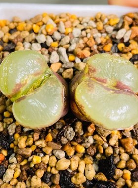 大型风铃粉红女郎lav28126大窗玉窗绒窗鼓窗2.5年准母本今年开花