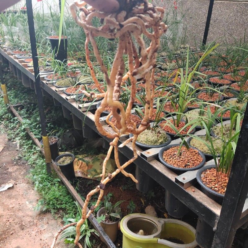 小颗粒兰花土兰花护茎土盖面土兰花专用土多肉君子兰蝴蝶兰营养土