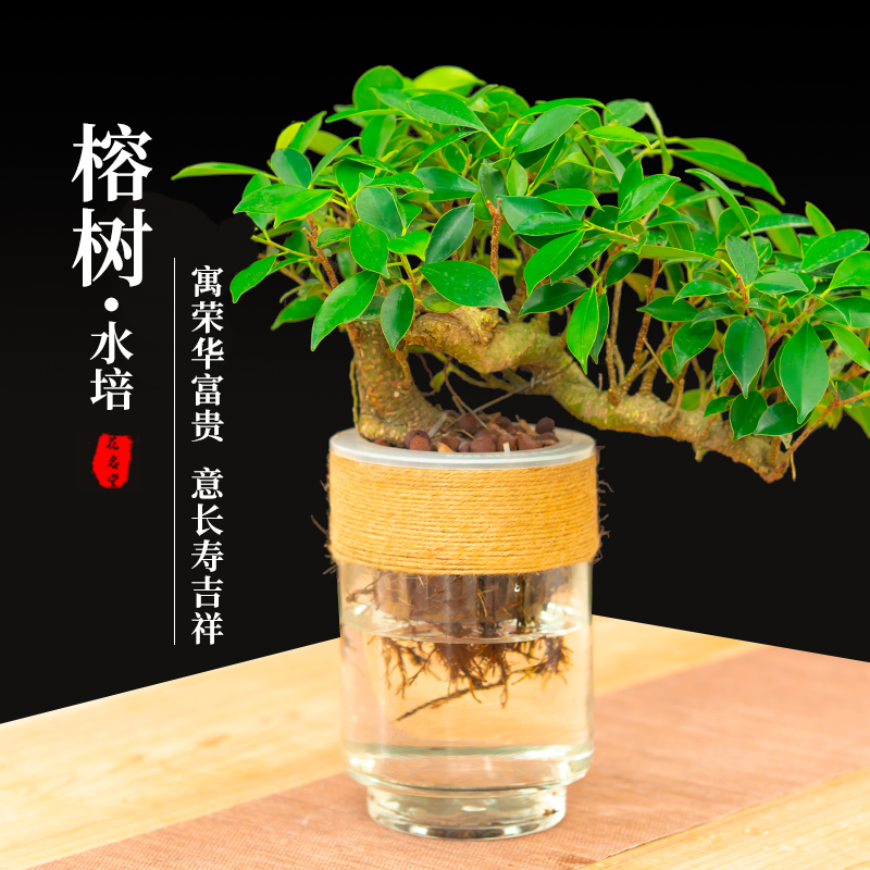 悬崖造型榕树盆景水培绿植物小盆栽办公室内水养小叶树苗四季常青