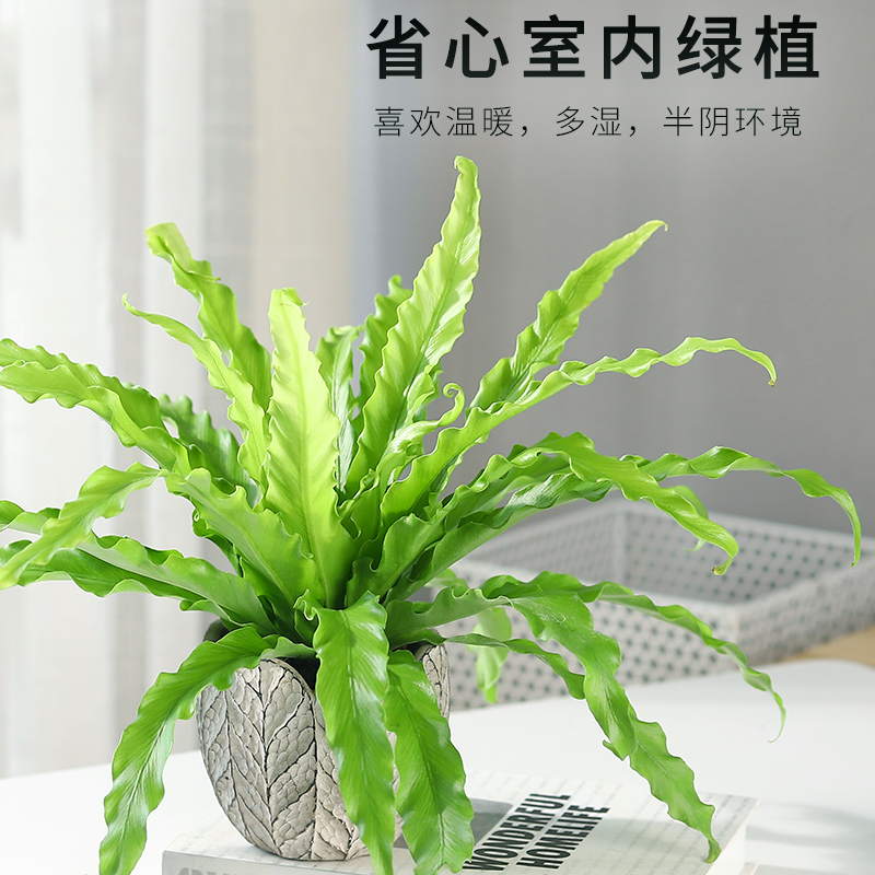 鸟巢蕨盆栽蕨类植物室内网红北欧风四季办公室绿植新奇花卉好养活