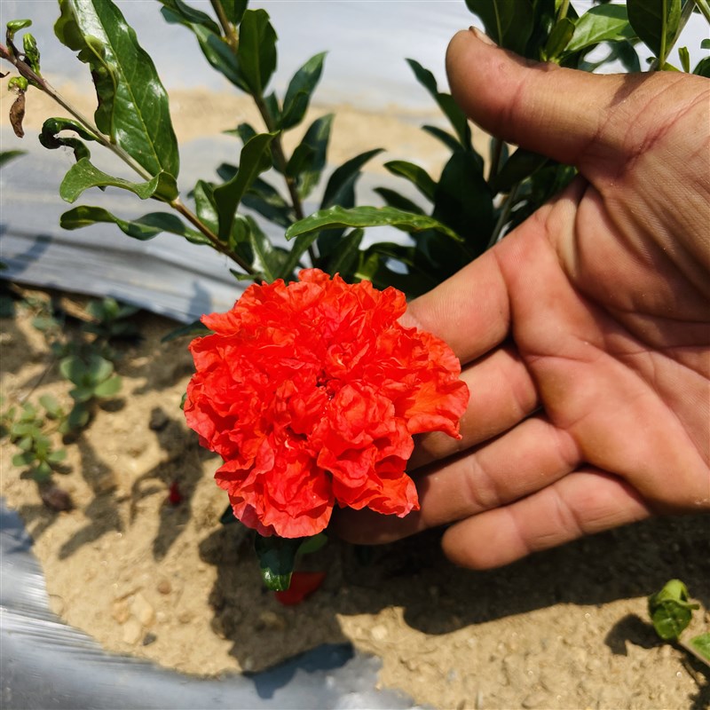 牡丹石榴盆栽树苗小老桩庭院大花重瓣石榴盆景造型阳台南北方种植