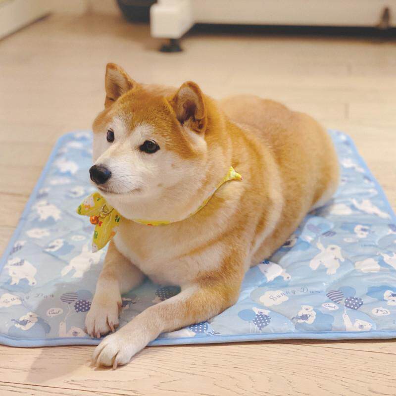 沙丘猫宠物垫子夏季凉感毯子冰凉狗垫夏天凉席狗狗睡觉垫柴犬狗窝