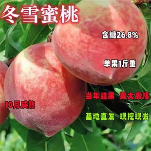 冬雪蜜桃树苗桃苗新品种桃树苗果苗桃子树苗南北方种植地栽果树苗