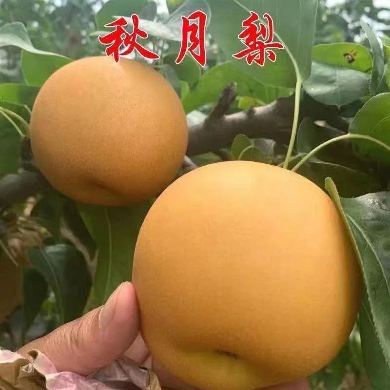 秋月梨树苗特大嫁接果阳台