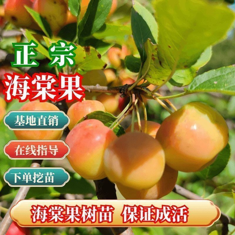 海棠果树苗嫁接南方北种植