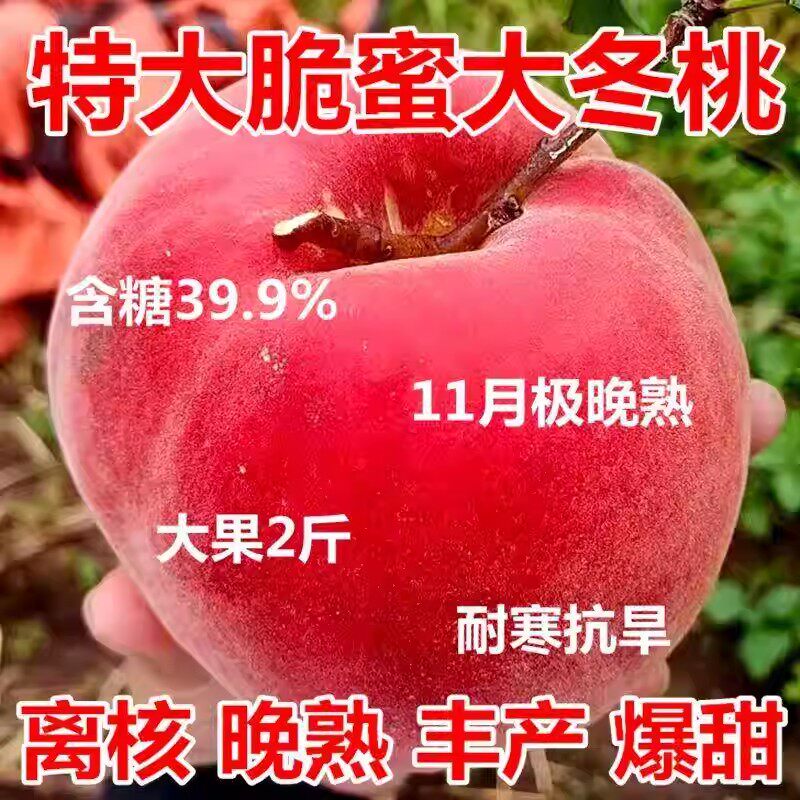 晚熟巨型脆蜜大冬桃树苗 嫁接桃树果苗超甜大桃南北方当年结果苗