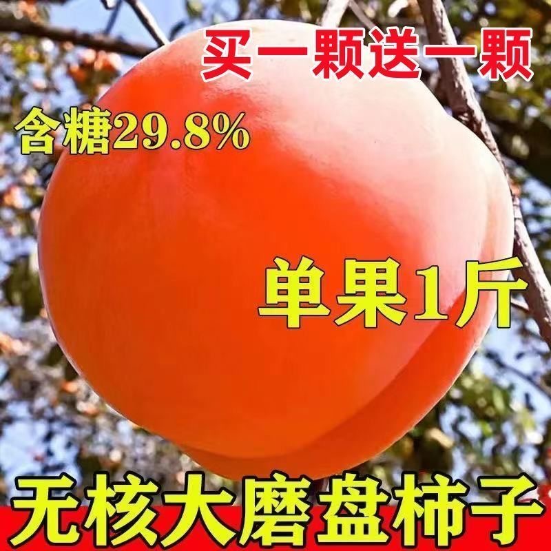 特大磨盘柿子树苗无籽中华