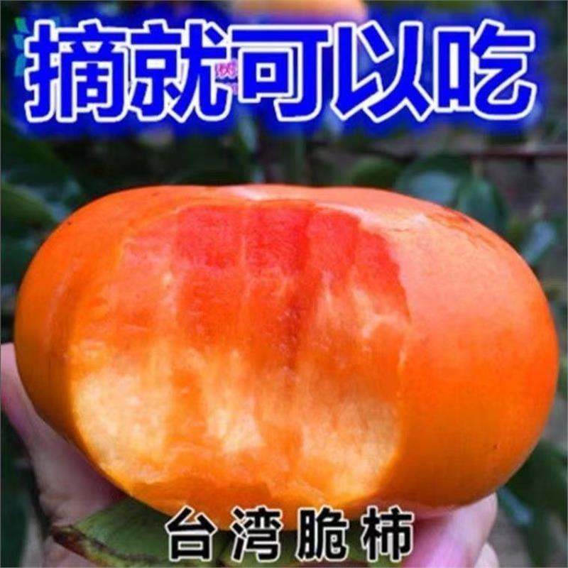 柿子树苗嫁接无籽核脆甜耐