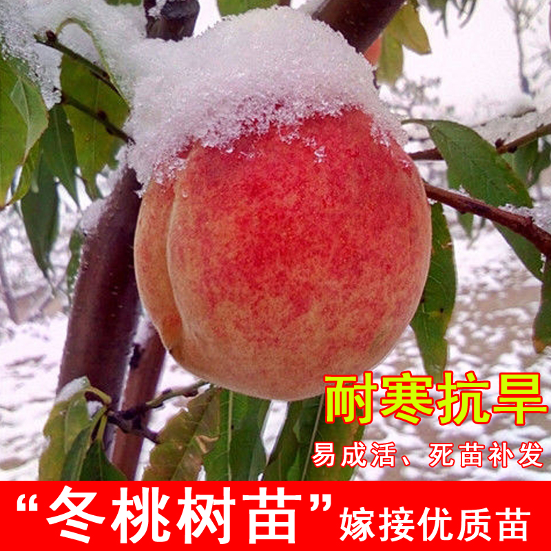 嫁接冬桃果树苗耐寒巨型晚