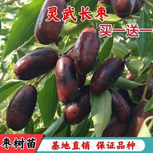 正宗灵武长枣树苗特大嫁接耐寒枣树苗活苗冬枣冰糖大枣枣子果树苗