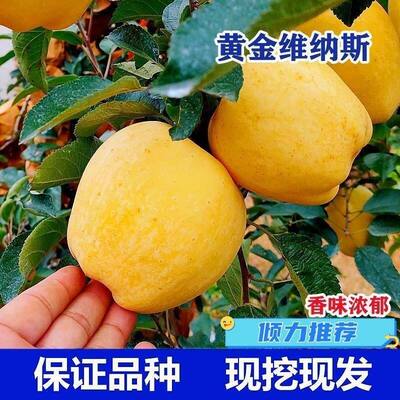 嫁接维纳斯黄金苹果树苗特