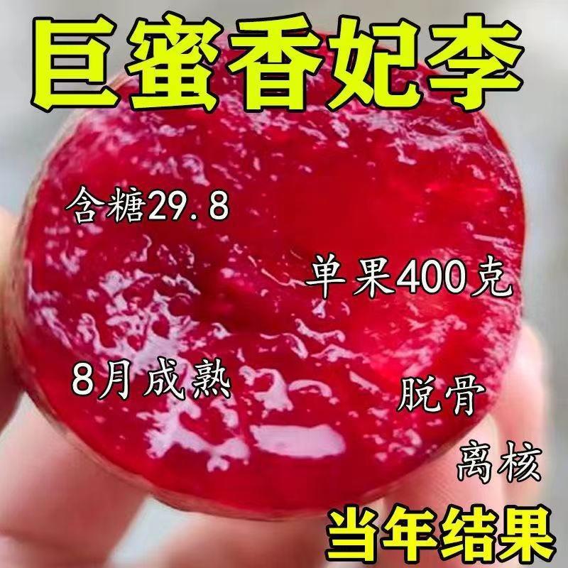 红心巨蜜特大果香妃李子苗脱骨大红袍九月晚熟李子南北方当年结果