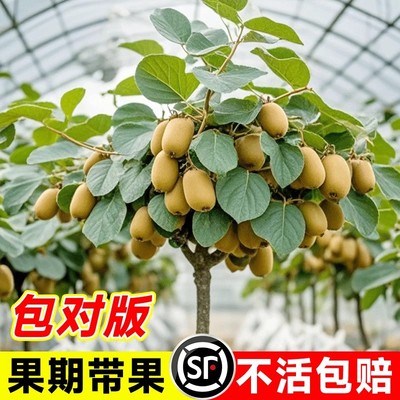 猕猴桃树果苗特大红心黄南