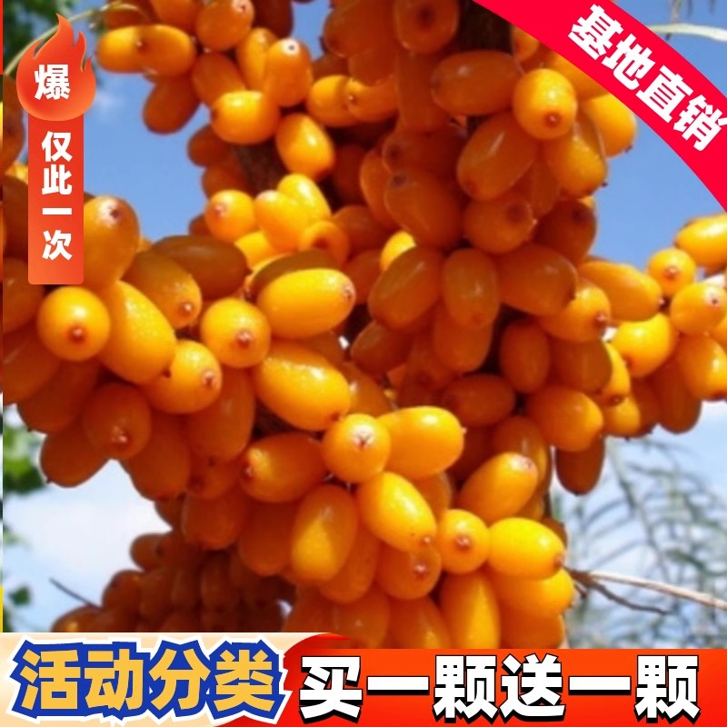 大果沙棘苗 沙棘树苗盆栽/地栽沙棘果树苗 沙棘树苗 南北方种植