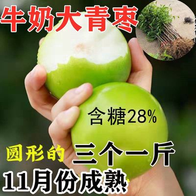 嫁接枣树苗特大新品种牛奶