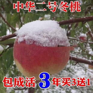 嫁接桃树苗 中华二号冬桃 极晚熟冬桃苗特大冬桃树果苗南北方种植