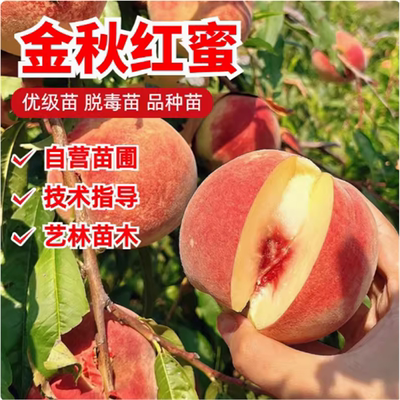 果树嫁接桃苗金秋红蜜晚