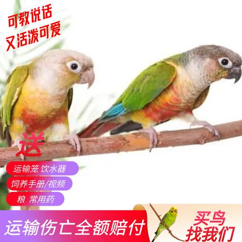 小太阳鹦鹉活体 五彩斑斓幼鸟黄边凤梨肉桂绿颊亲人活小宠物鸟类