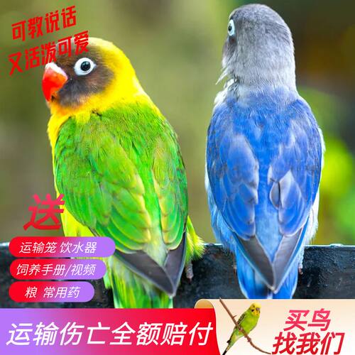 绿色爱情鸟活体 牡丹鹦鹉活体 虎皮鹦鹉玄凤黄金丝牡丹鸟活体小鸟