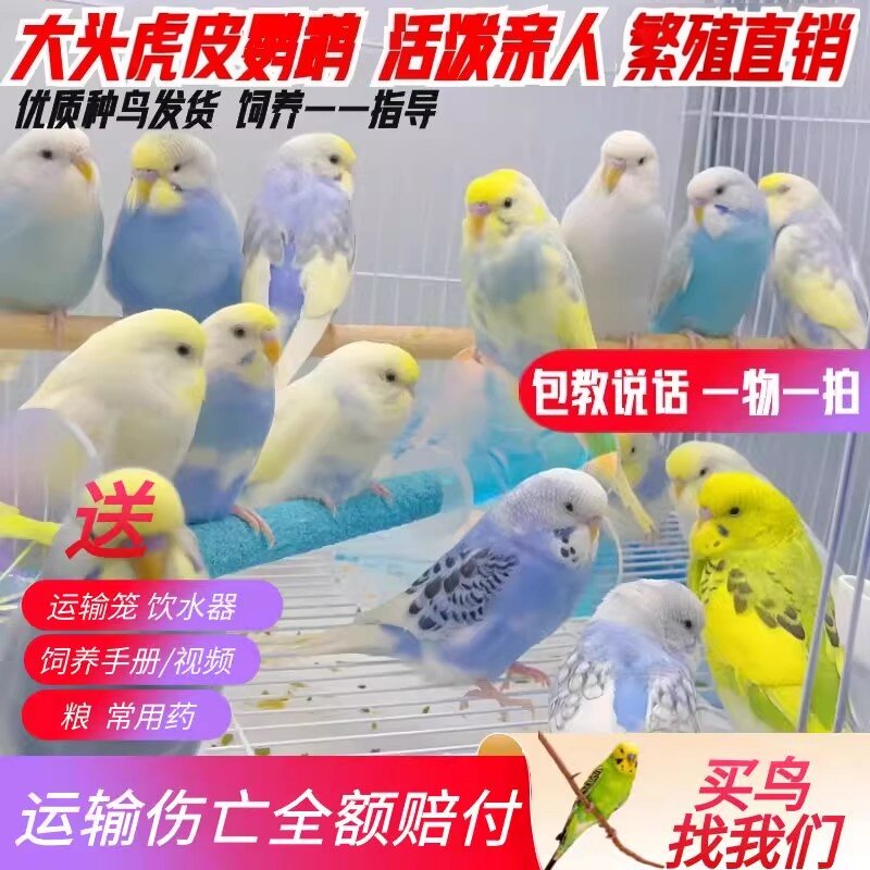 虎皮鹦鹉活物大头金彩白云中小型手养会说话幼小鸟宠物繁殖鸟活体图片