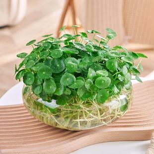 好养铜钱草水培盆栽植物办公室内桌面小绿植花卉水养金钱草籽 四季