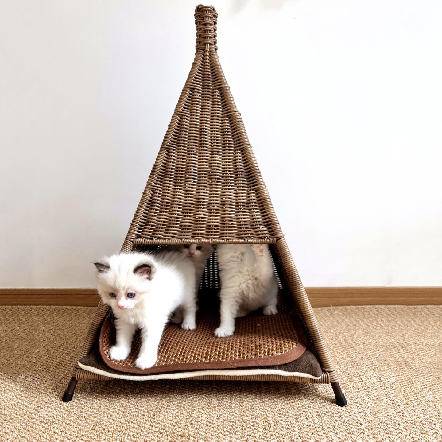 猫窝藤编帐篷四季通用狗窝