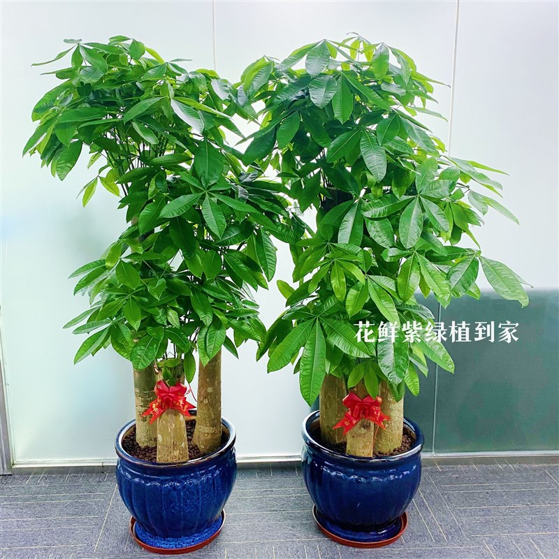 深圳发财树室内客厅办公室招财乔迁新居绿植大型植物盆栽同城配送