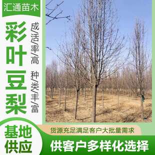 10-13彩叶豆梨道路绿化防护树落叶乔木棠梨野梨树园林景观树