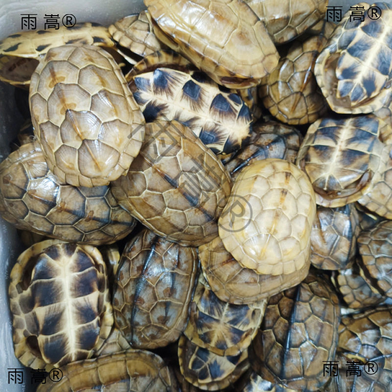 乌龟壳真甲壳天然完整文玩龟甲摇卦起卦富甲把件金线龟壳卜龟壳占