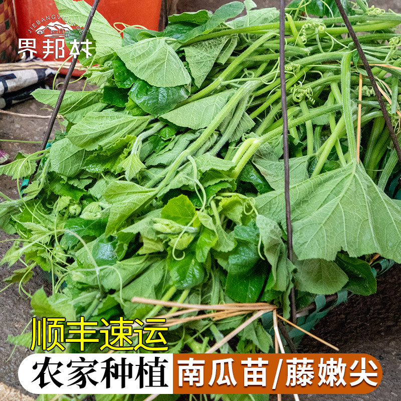 【界邦村助农蔬菜】靖西农家露天种植南瓜苗藤尖新鲜叶菜顺丰速运