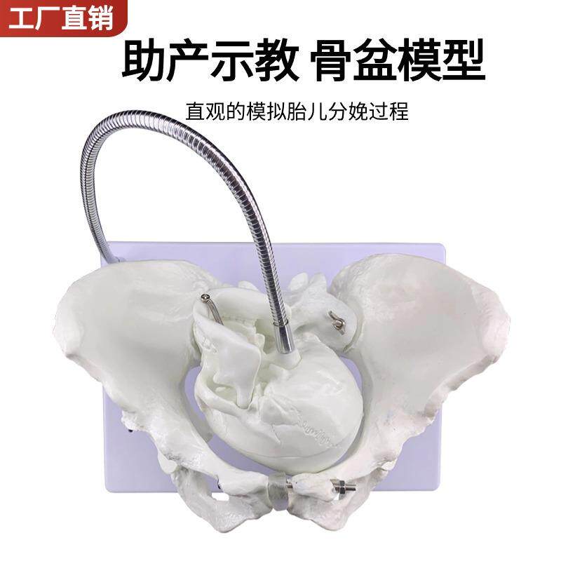 胎儿助产示教模型女性盆骨模型分娩骨盆模型分娩示教骨盆模型
