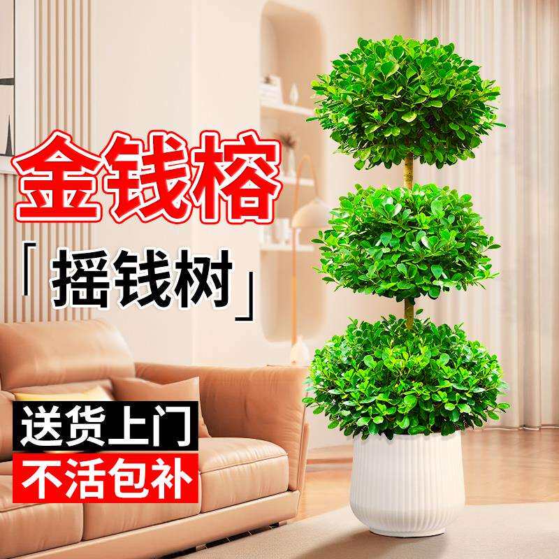 金钱榕树盆栽室内客厅摇钱树大型绿植办公室盆景招财树四季常青