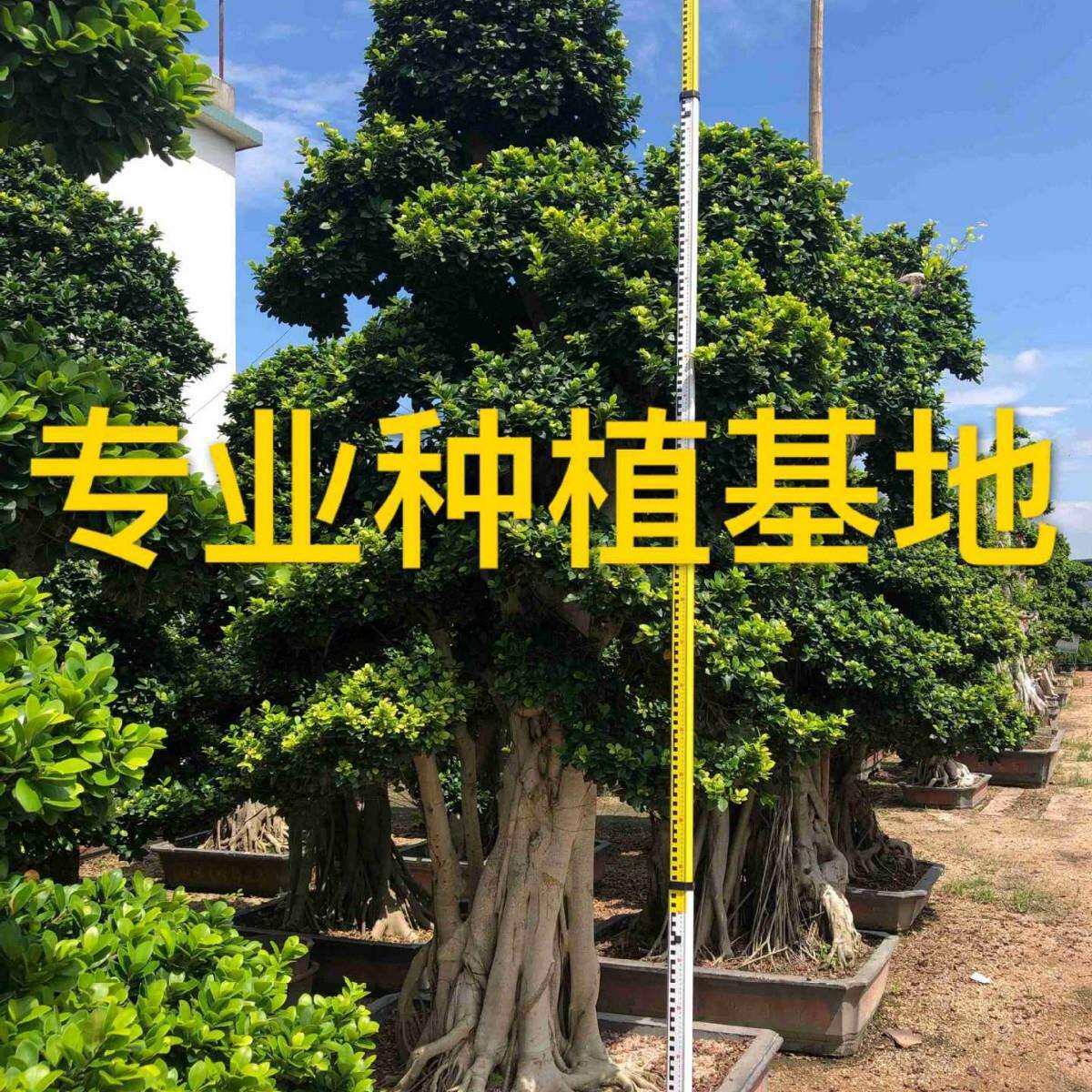四川小叶榕树桩福建造型小叶榕桩景基地重庆小叶榕桩头价格