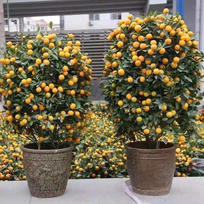 大型金桔树盆栽年宵花带果室内客厅办公室年桔发财果四季橘桔绿植
