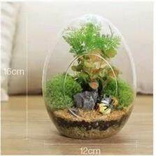 蛋型台藓微景观生态瓶多肉植物玻璃瓶DIY创意礼品摆件