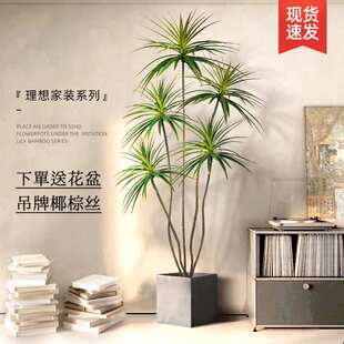 假绿植装饰仿真室内大盆栽龙血树客厅落地摆件高端轻奢仿生花植物