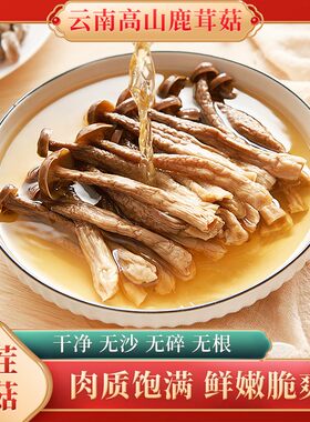 【年终狂欢年货节】头茬鹿茸菇 云南高山农家鹿茸菇鲜香脆嫩