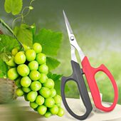 台湾佐川田不锈钢翘头直头葡萄园艺修果剪稀果剪采果剪蔬果剪葡萄