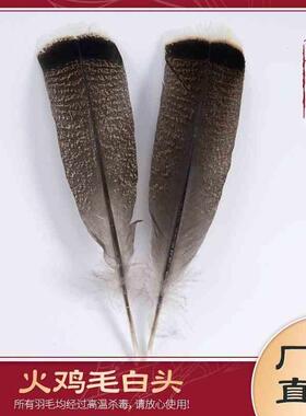 新款直销优惠供应花火鸡毛白头15-35cm火鸡窝翎尾毛DI装饰品羽毛