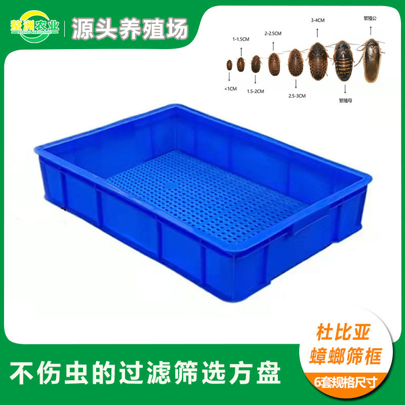厂家直供杜比亚蟑螂筛选框筛子塑胶筛选框过滤方盘厂家批发多功能