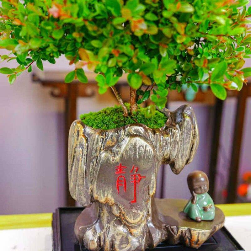 金丝楠盆景老桩树苗室内外桌面小绿植花卉四季好养植物