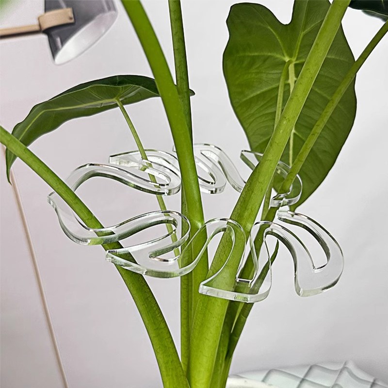 春羽海芋植物支撑架水培龟背竹防倒伏收拢架扶正富贵竹聚拢固定器